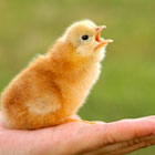 Chick on an open hand.