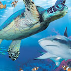 Giant turtle and shark swimming