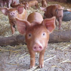 Close up of piglet.