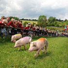 Three pigs running in a field.