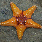 Close up of orange starfish. 
